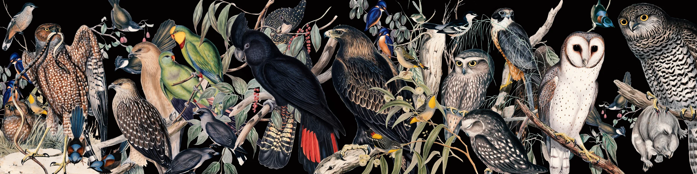 Gould's birds animated across the STORYBOX cube
